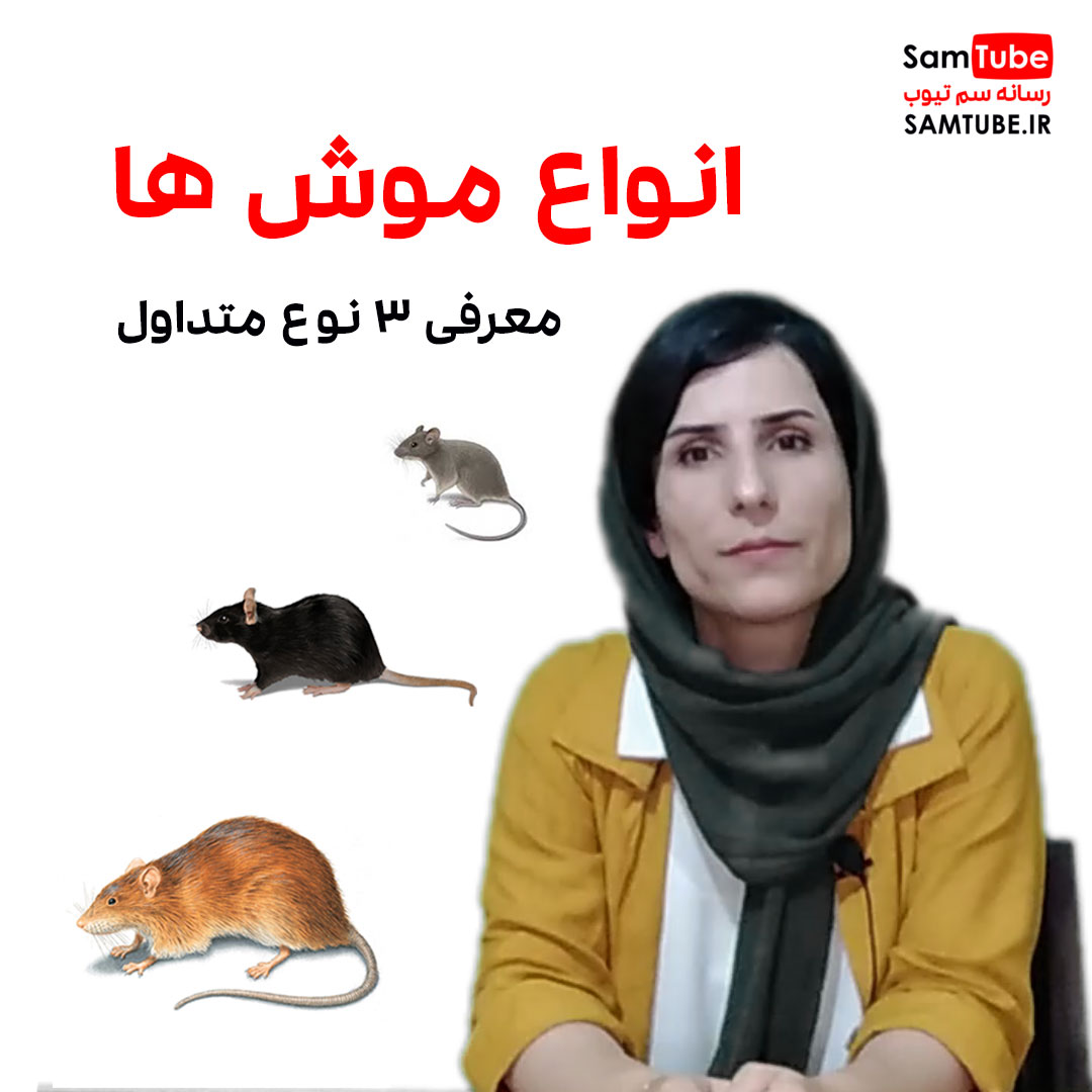 معرفی انواع موش های متداول در ایران